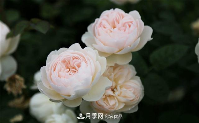 哪些月季花品种是花友必备的？(图1)