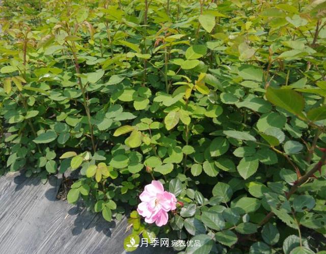 南阳市卧龙区:月季开出增收致富花(图2) 南阳市卧龙区:月季开出增收致富花(图2)