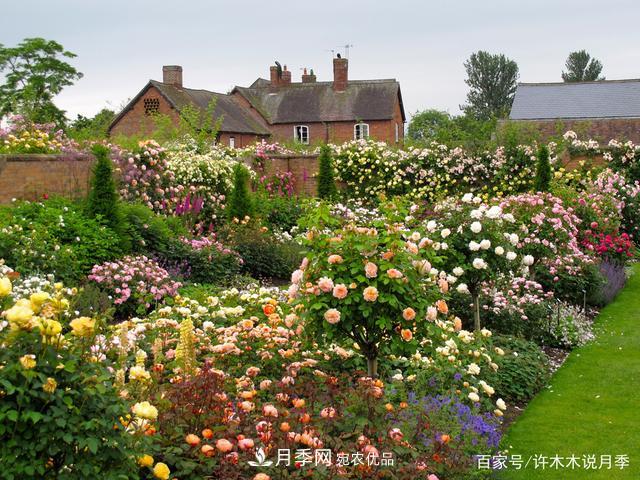 气温差异大,南北方养月季有何区别?因地制宜养月季教程(图1) 气温差异大,南北方养月季有何区别?因地制宜养月季教程(图1)