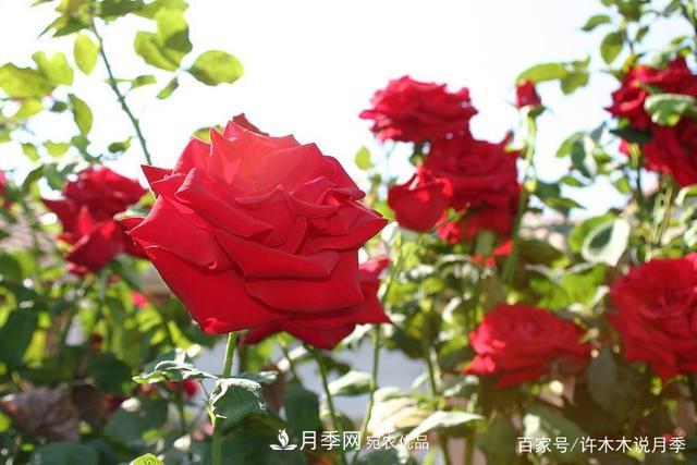 气温差异大,南北方养月季有何区别?因地制宜养月季教程(图3) 气温差异大,南北方养月季有何区别?因地制宜养月季教程(图3)