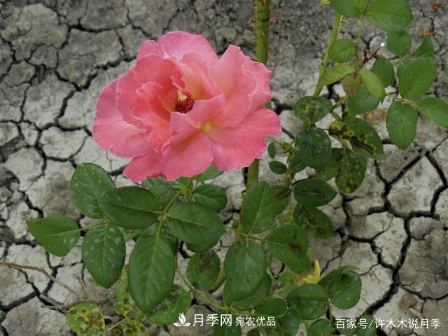 气温差异大,南北方养月季有何区别?因地制宜养月季教程(图5) 气温差异大,南北方养月季有何区别?因地制宜养月季教程(图5)