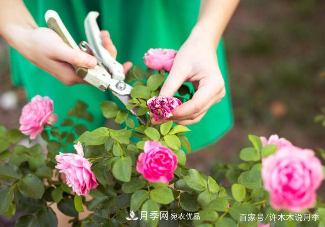 气温差异大,南北方养月季有何区别?因地制宜养月季教程(图7) 气温差异大,南北方养月季有何区别?因地制宜养月季教程(图7)