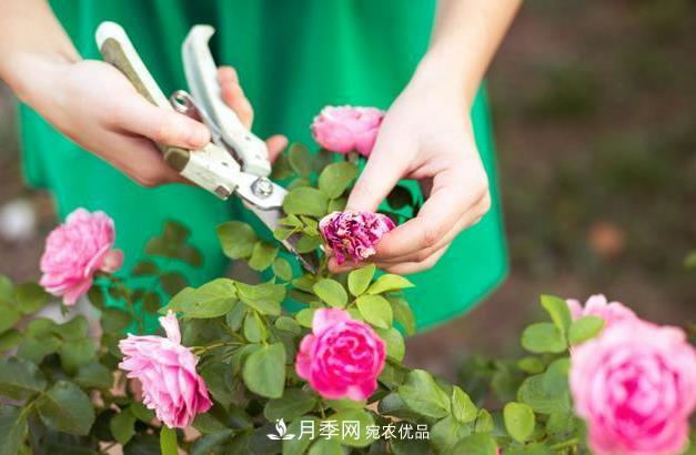 养护月季必须的修剪要怎么去做？(图1)