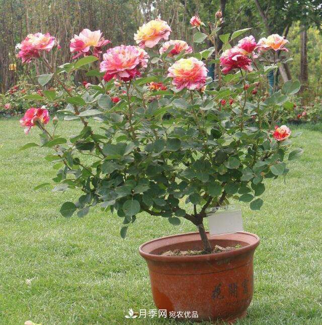盆栽月季浇水这件小事，做不好就变大事(图1)