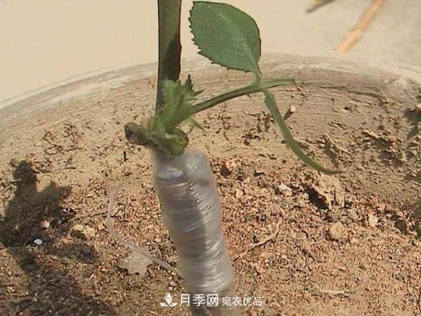 藤本月季有哪几种嫁接方式？(图2)