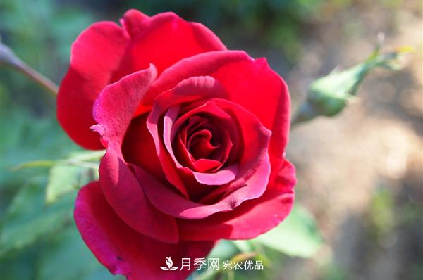 常见的红色藤本月季有哪些品种？(图1)