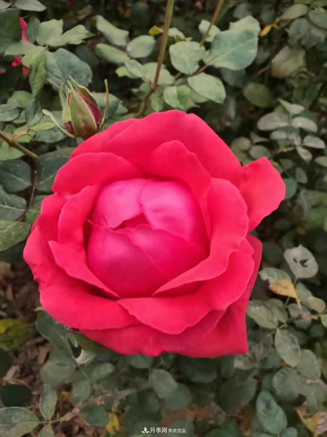 月季裸根苗这样做能长的好！(图1)