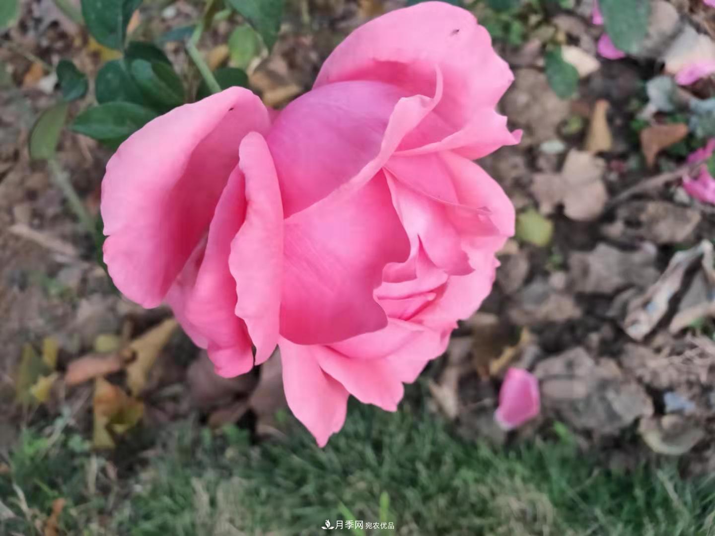 月季裸根苗这样做能长的好！(图5)