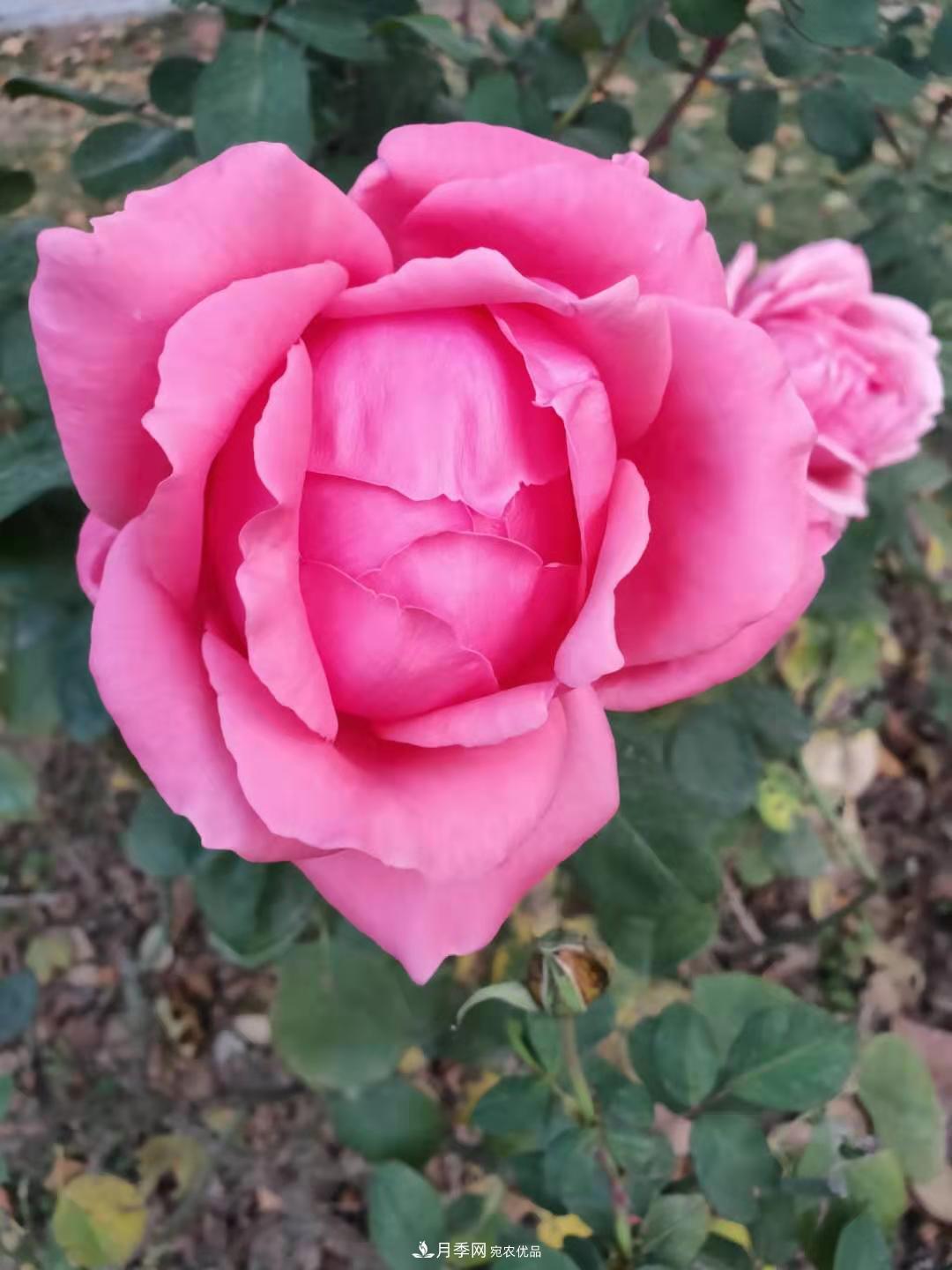 月季裸根苗这样做能长的好！(图3)