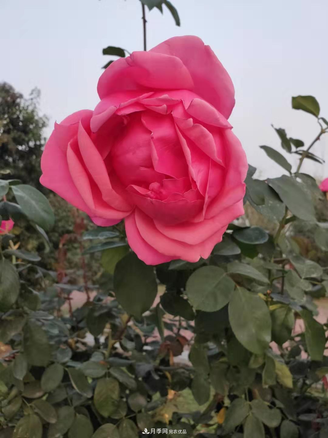 月季裸根苗这样做能长的好！(图4)