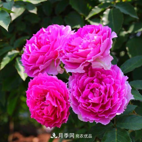 月季是个庞大的家族，这3种最受欢迎，盛夏开花爆盆(图1)