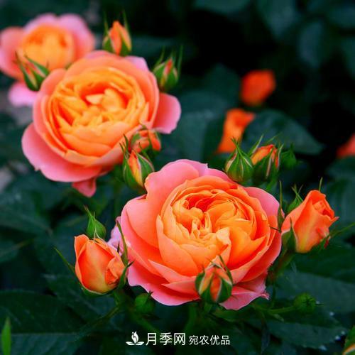 月季是个庞大的家族，这3种最受欢迎，盛夏开花爆盆(图2)