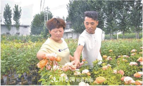 山东菏泽小伙鸡棚里种月季名播四方(图1)