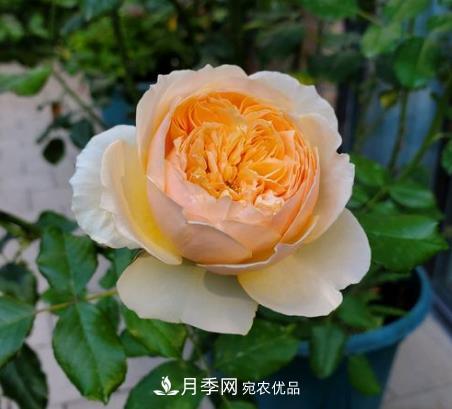 切花月季的栽培方法(图1)