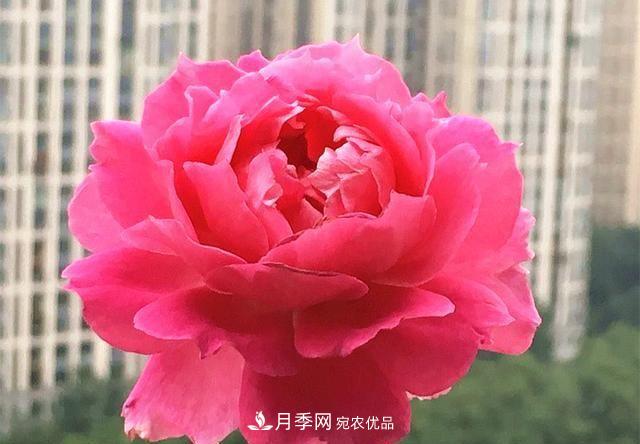 最美的波浪边月季，又香又勤花，种植无难度，非常适合新手(图3)