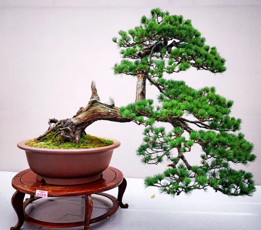 这种高颜值、高利润的苗木，竟然缺点不少(图7)