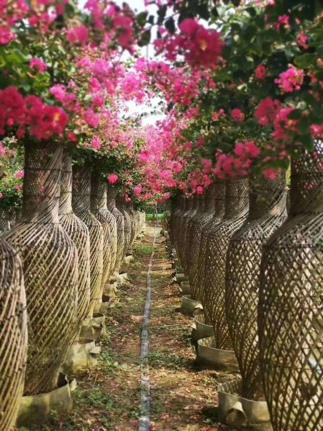 这种高颜值、高利润的苗木，竟然缺点不少(图11)