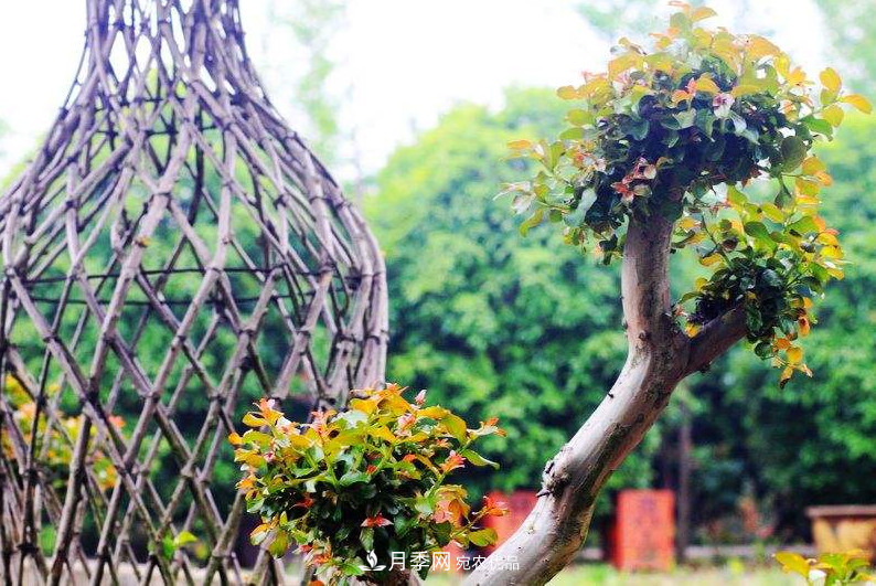 2020年苗木生意到底要如何做下去？(图2)