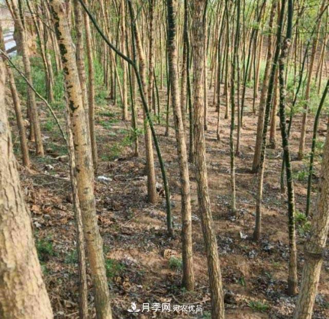 苗木市场是否真的进入寒冬？农户地里的树苗真的只能烧柴火了？(图2)