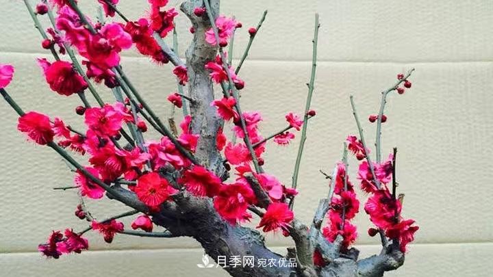 蜡梅花的养护方法(图3)