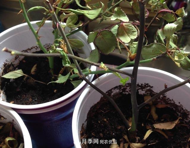 为何月季一剪就死?是修剪时间还是方法不对?月季修剪6大禁忌(图2) 为何月季一剪就死?是修剪时间还是方法不对?月季修剪6大禁忌(图2)