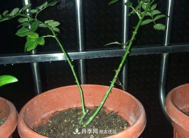 为何月季一剪就死?是修剪时间还是方法不对?月季修剪6大禁忌(图3) 为何月季一剪就死?是修剪时间还是方法不对?月季修剪6大禁忌(图3)