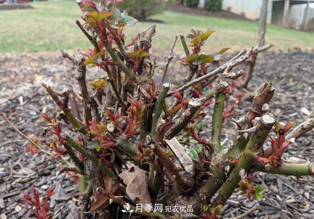 为何月季一剪就死?是修剪时间还是方法不对?月季修剪6大禁忌(图4) 为何月季一剪就死?是修剪时间还是方法不对?月季修剪6大禁忌(图4)