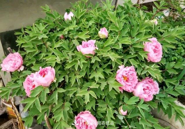 洛阳牡丹花种植中的一点小建议,有帮助必看(图2) 洛阳牡丹花种植中的一点小建议,有帮助必看(图2)