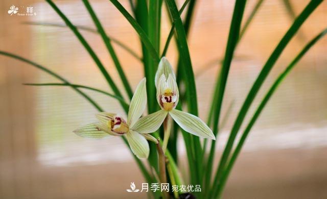 世界第二大植物家族，总共800个属，说一说兰花那点事(图3)
