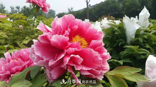 洛阳牡丹节文化源头,来自宋代洛阳的牡丹情结(图3) 洛阳牡丹节文化源头,来自宋代洛阳的牡丹情结(图3)