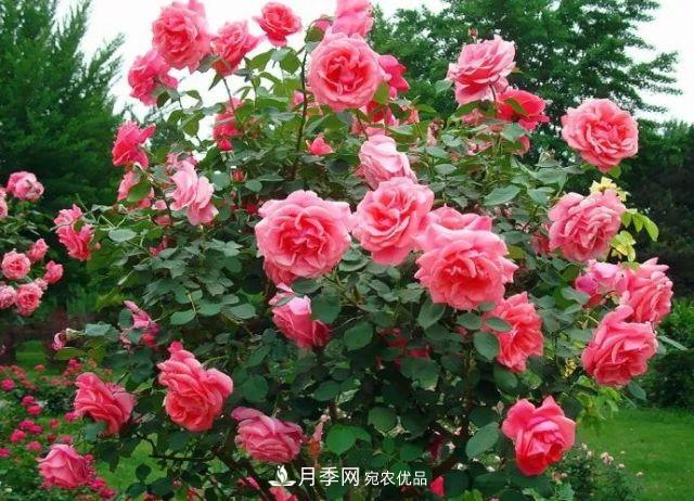 诗意和禅意：花开花落自有时，总赖东君主(图3)