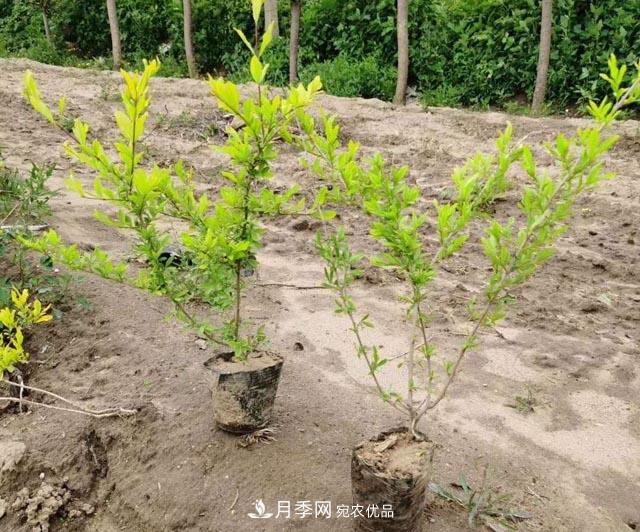 走进紫叶水蜡孪生兄弟——金叶水蜡的世界(图1) 走进紫叶水蜡孪生兄弟——金叶水蜡的世界(图1)