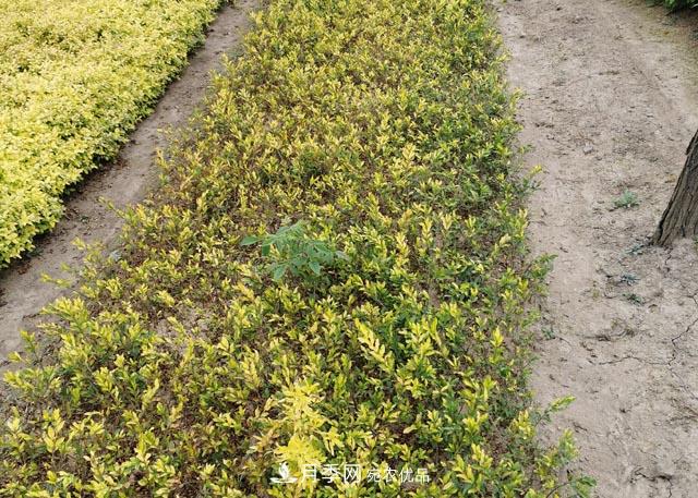 走进紫叶水蜡孪生兄弟——金叶水蜡的世界(图2) 走进紫叶水蜡孪生兄弟——金叶水蜡的世界(图2)