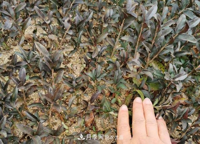 走进紫叶水蜡孪生兄弟——金叶水蜡的世界(图3) 走进紫叶水蜡孪生兄弟——金叶水蜡的世界(图3)