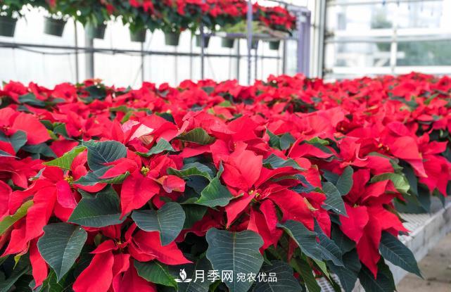 几款常见的园林景观苗木，配置在景观中很漂亮(图5)