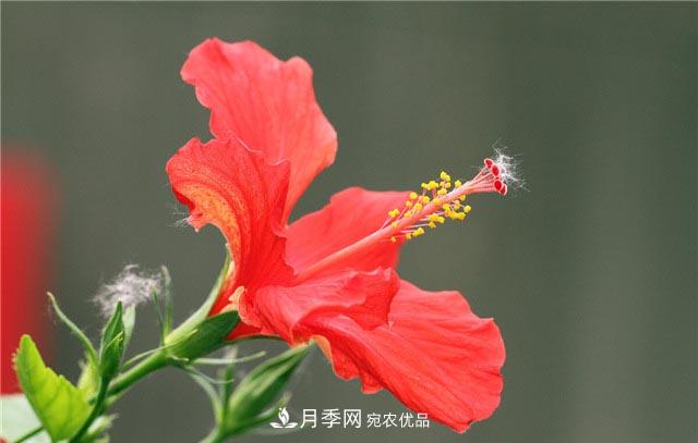 花只能开一季？这7种花四季都能赏花，月季花不可缺(图5)