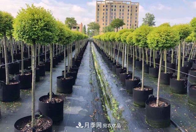 为什么越来越多的苗木人选择容器苗？(图1)