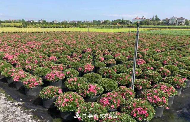 容器苗，你的苗木基地值得尝试(图1)