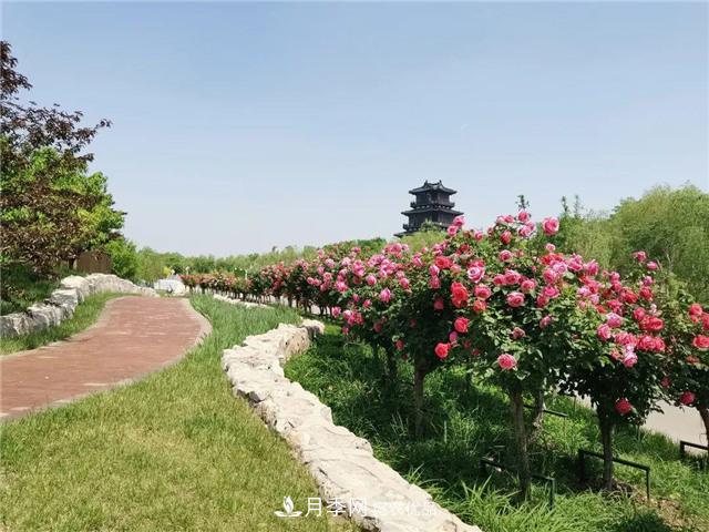 衡水街头开满月季花，又香又美人人夸(图1)