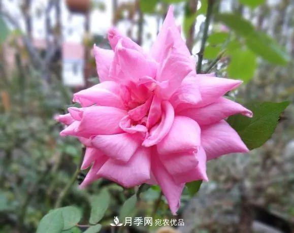 17种中国古老月季大集合,花大色艳,看看你认识多少?(图4) 汇集17种中国古老月季,让中国月季流传下来(图4)