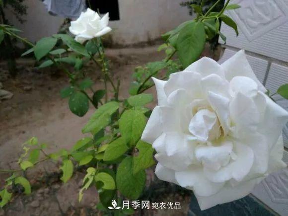 17种中国古老月季大集合,花大色艳,看看你认识多少?(图7) 汇集17种中国古老月季,让中国月季流传下来(图6)