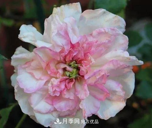 17种中国古老月季大集合,花大色艳,看看你认识多少?(图14) 汇集17种中国古老月季,让中国月季流传下来(图12)