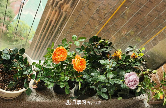 月季常见7大虫害，防治方法都在这里了，收藏起来(图7)