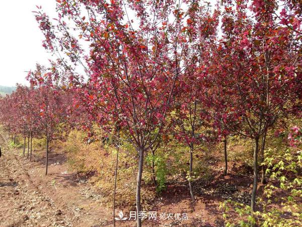 红叶李苗木种植时间及管理(图1)