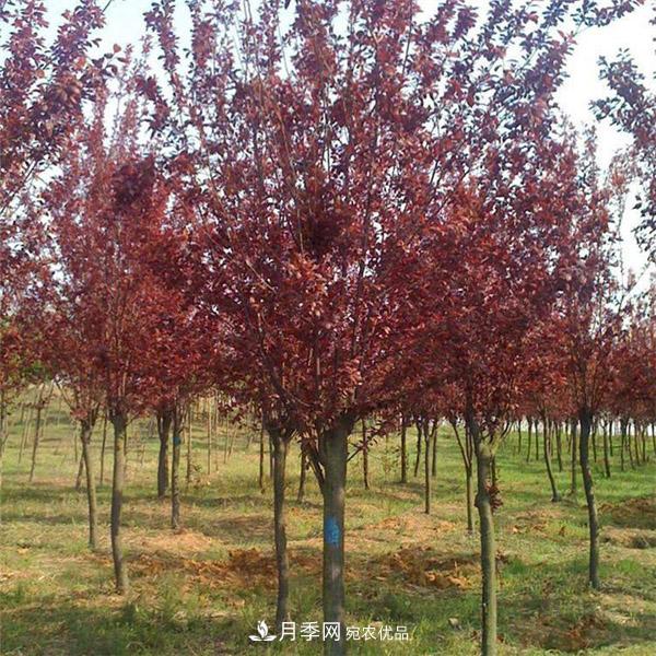 红叶李苗木种植时间及管理(图3)