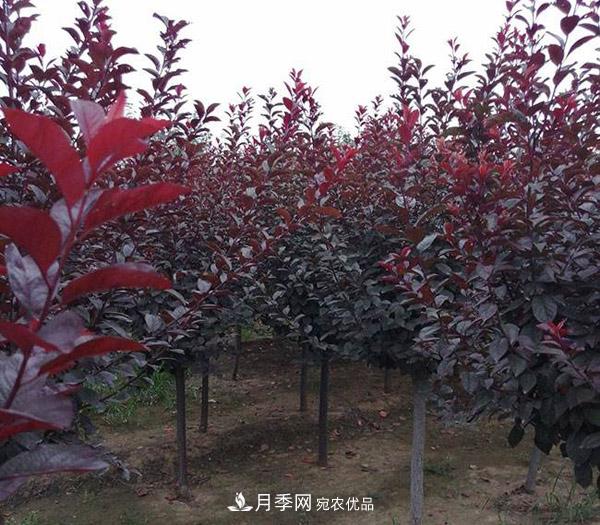 红叶李苗木种植时间及管理(图2)