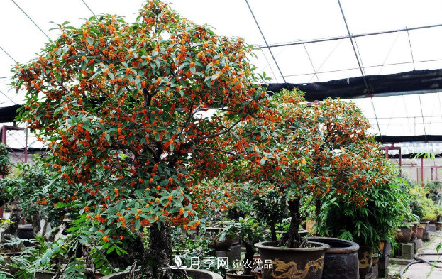 养护盆栽桂花，4方面做到位，9月到11月开花更多更香(图2)