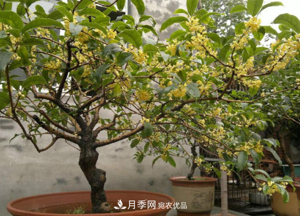 养护盆栽桂花，4方面做到位，9月到11月开花更多更香(图1)