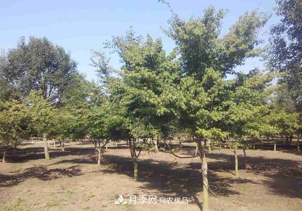 苗木：一级苗与二级苗最详细的划分，纯干货收藏(图2)