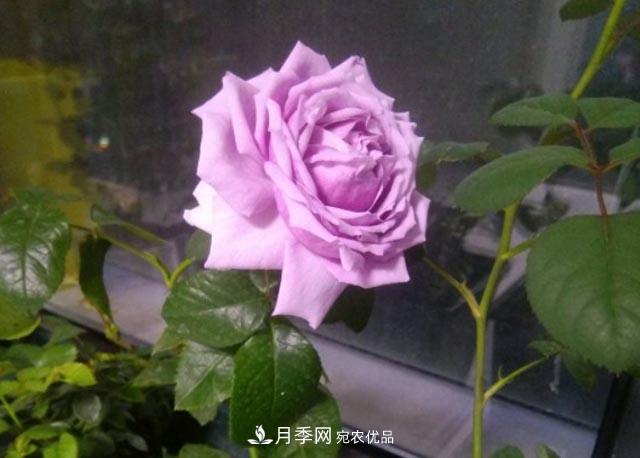 九月养月季，做到&amp;quot;3多&amp;quot;，秋花不愁开，春花更可期(图1)